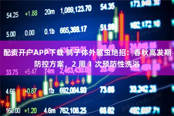 配资开户APP下载 鸽子体外驱虫绝招：春秋高发期防控方案，2 周 1 次预防性洗浴